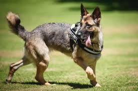 Five Fun Facts about Military Working Dogs